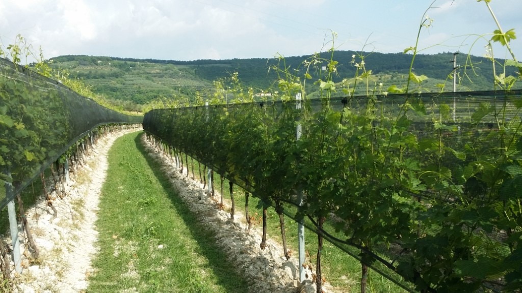 Arrigoni_Fructus_ANTI-HAIL VINEYARD|Arrigoni_Iride_grapes|Arrigoni-Iride-wine grapes